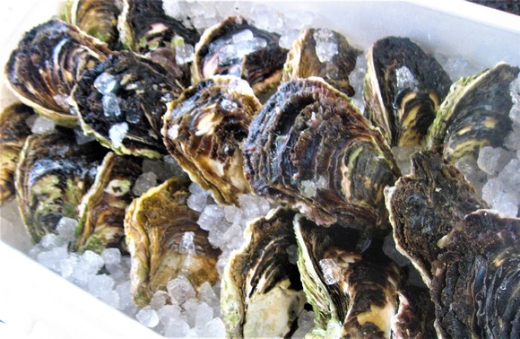 岩カキ初入荷.JPG