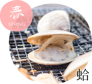 春 蛤